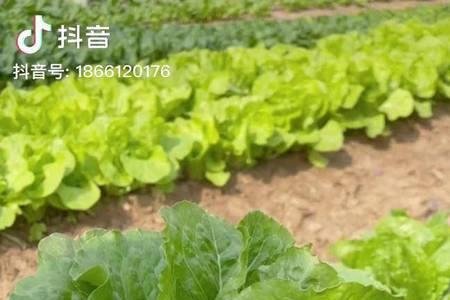 孔雀菜一天浇几次水
