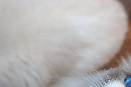 柠猫什么意思