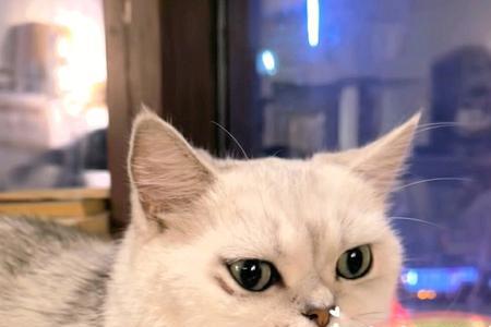 猫罐头凝固了可以吃吗