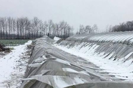 刚栽上树苗就下雪了没事儿吧