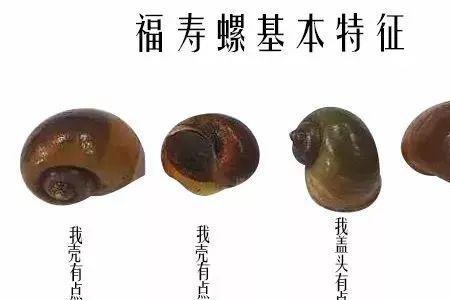 福寿螺和田螺如何分区