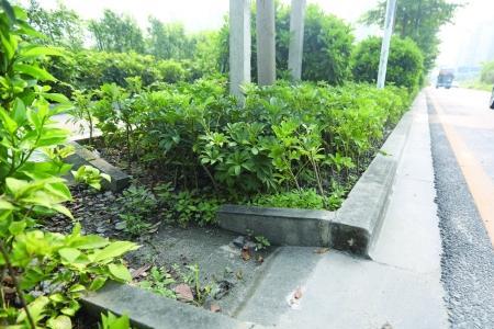 什么是海绵道路