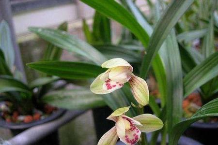 建兰玉芙蓉优缺点