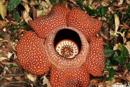 世界上有没有根茎这个词