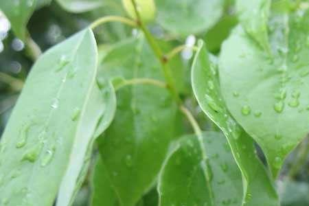 樟子树能驱蚊吗