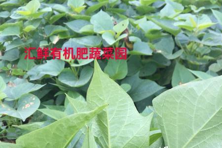 11月份有没有地瓜叶