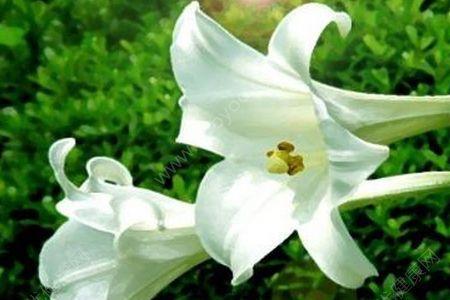 长在树上的像百合的花有毒吗