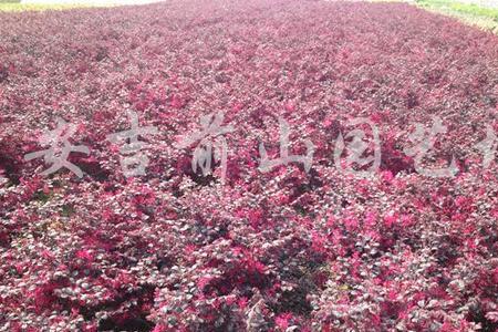 大叶红花是什么花