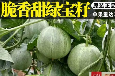 绿宝有籽可以种吗