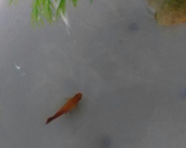月光鱼怎么判断快生了