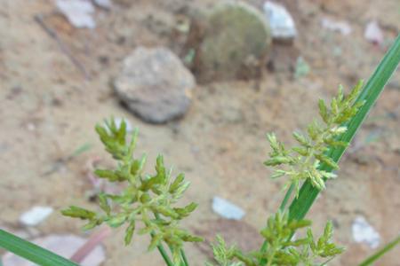 香附子是保护植物吗