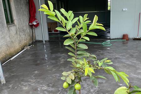 番石榴烂根死树怎办