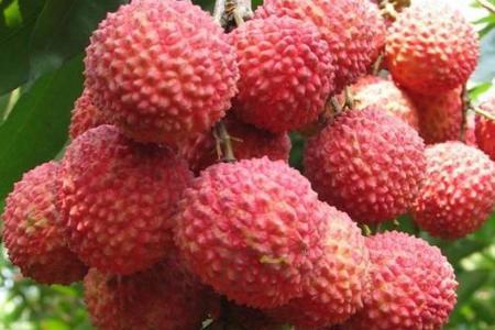 桂味荔枝叶子区别