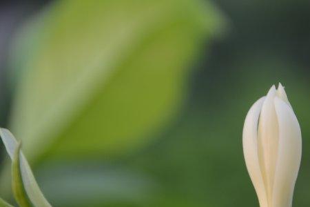 新买的白兰花怎么处理才能上盆
