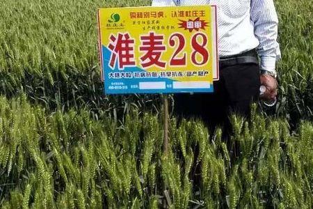 黄淮小麦品种十大品牌