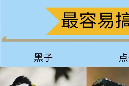 贝子鸟粪便什么样是正常的