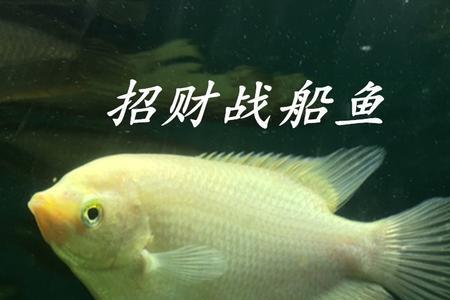 战船鱼什么时候起头