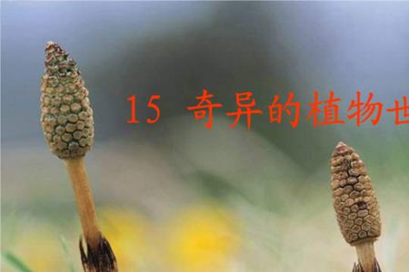 哈哈树奇异的地方有哪些