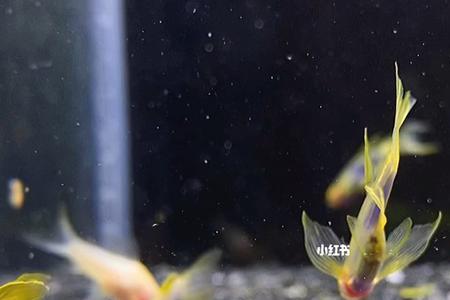 长鳍蝶翼斑马鱼需要氧气