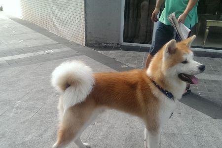 秋田犬的尾巴为什么有个白尖