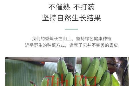 云南高山香蕉好吃吗