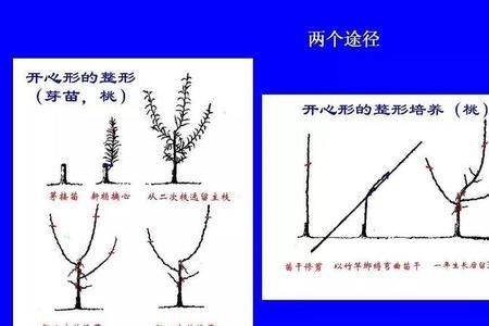 油甘果树怎么修剪