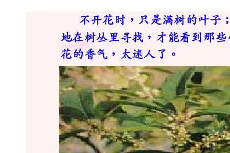 桂花的修饰词