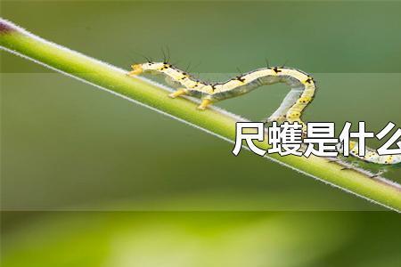 国槐尺蠖能吃吗