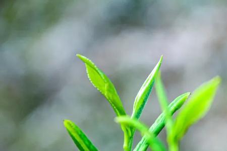 雨后春笋长得可真快像什么