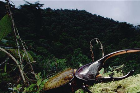 圣甲虫的生物学地位