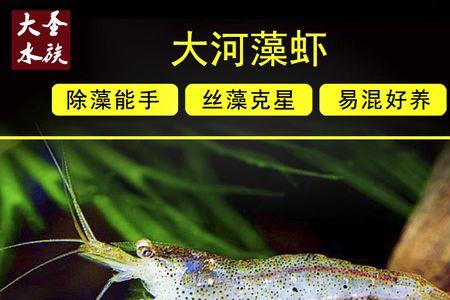 大和藻虾可以泡袋吗
