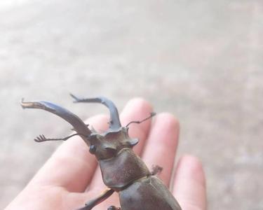 上下两个角的甲虫叫什么