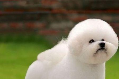 比熊幼犬为什么是米黄色