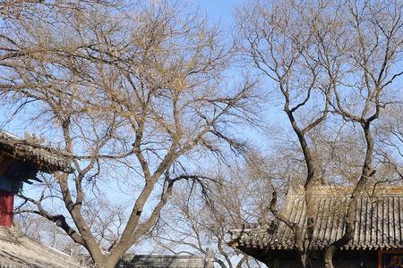 通化广济寺开放吗