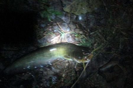 钓鲶鱼的最佳时间