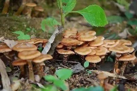 臭椿树根长的蘑菇能吃吗
