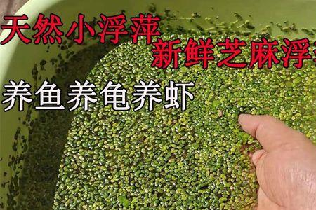芝麻浮萍制造氧气吗