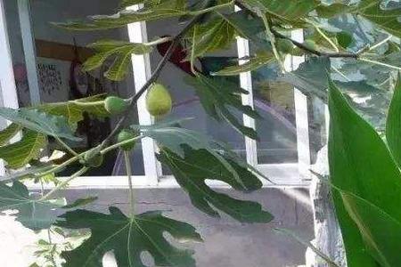 家里养高大植物好不好
