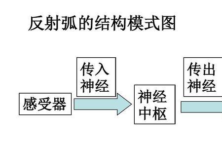 初中生物中的效应器是什么意思