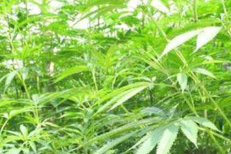 火麻种植需要审批吗