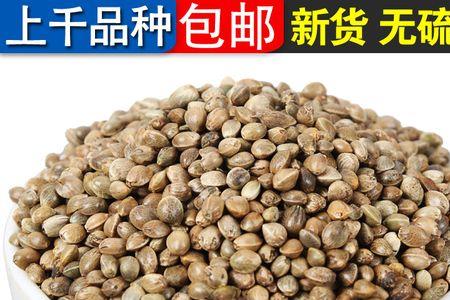 火麻籽一亩产多少斤