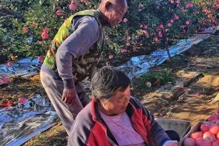 临沂苹果与烟台苹果区别