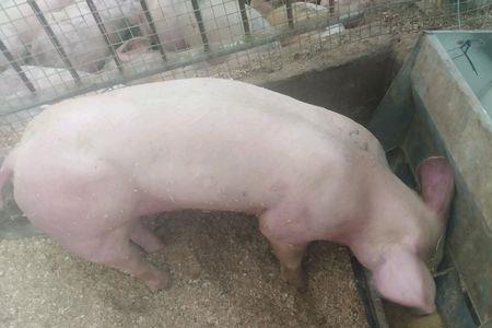 三十斤的小猪体温多少度正常