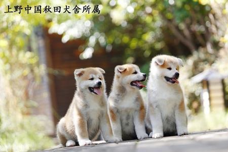 一岁秋田犬一天吃多少
