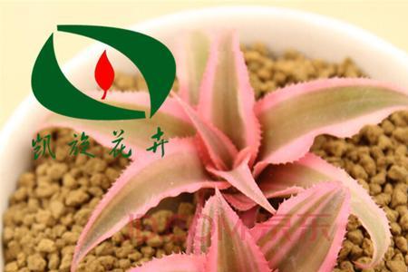 菠萝是多肉吗