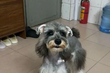 雪纳瑞为什么只剃背毛