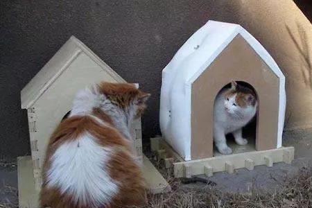 流浪猫不进猫窝怎么办