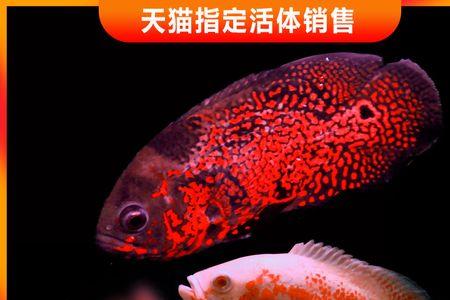 32度水温可以养地图鱼鹦鹉鱼吗
