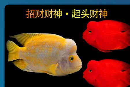 财神鱼和地图鱼一起养怎么喂食