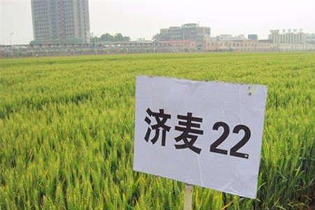 赛达麦八号小麦品种
